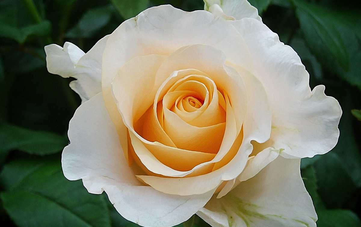 French Lace Floribunda Rose